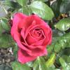 DSC00009