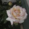 DSC00011