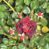DSC00012