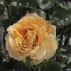 DSC00015