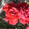 DSC00017