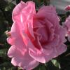 DSC00019