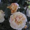 DSC00020