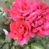 DSC00025