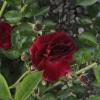 DSC00026