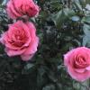 DSC00027