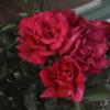 DSC00028