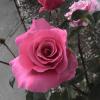 DSC00029