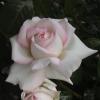 DSC00044