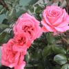 DSC00048
