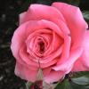 DSC00049