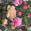 DSC00052
