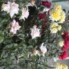 DSC00053