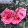 DSC00066