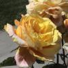 DSC00072