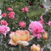 pano1_510x680