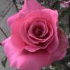pink2_365x391
