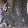 tree2t