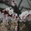 IMG_2822