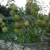 DSC00850