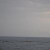 IMG_5536