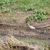 IMG_7616