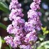 IMG_7637
