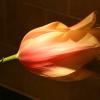 IMG_1562