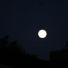 IMG_1299
