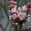 IMG_1350