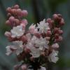 IMG_1352