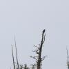 IMG_0890