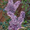 IMG_2286