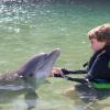 Dolphin Quest Photos-id264649089
