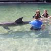 Dolphin Quest Photos-id264649099