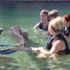 Dolphin Quest Photos-id264649102
