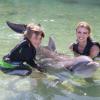 Dolphin Quest Photos-id264649106