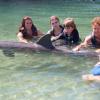 Dolphin Quest Photos-id264649108