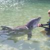 Dolphin Quest Photos-id264649118