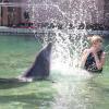 Dolphin Quest Photos-id264649121