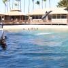 Dolphin Quest Photos-id264649129