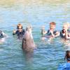 Dolphin Quest Photos-id264649131