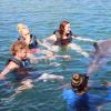 Dolphin Quest Photos-id264649132