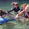 Dolphin Quest Photos-id264649134