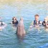 Dolphin Quest Photos-id264649139