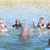 Dolphin Quest Photos-id264649141