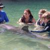 Dolphin Quest Photos-id264649142