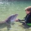 Dolphin Quest Photos-id264649146