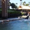 Dolphin Quest Photos-id264649150