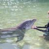 Dolphin Quest Photos-id264649151